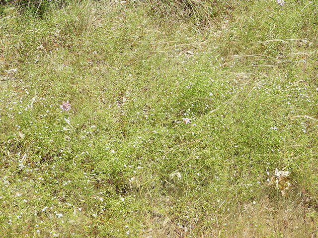 Stenaria nigricans (Bluets) #66244