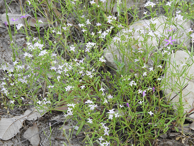 Stenaria nigricans (Bluets) #66245