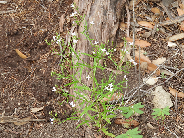 Stenaria nigricans (Bluets) #66246