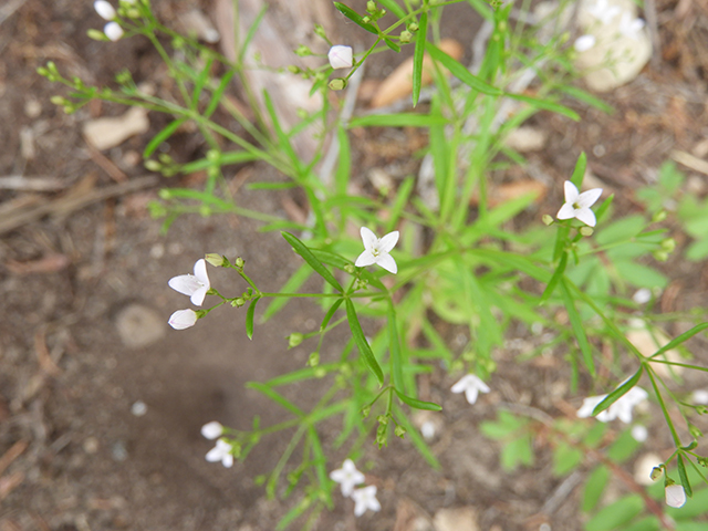 Stenaria nigricans (Bluets) #66247