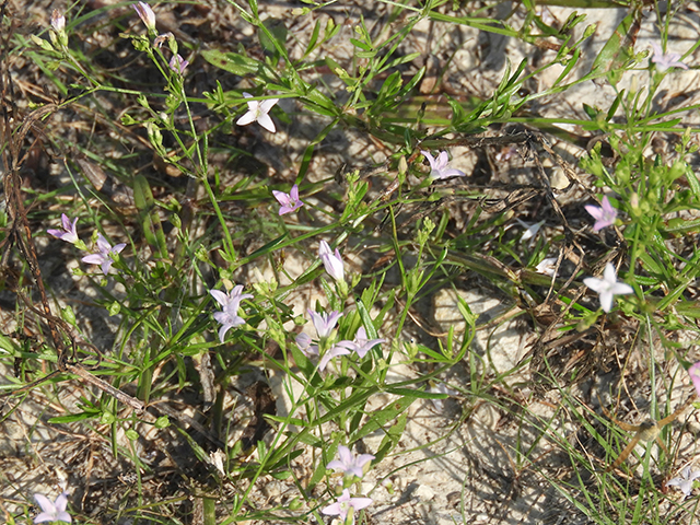 Stenaria nigricans (Bluets) #66248