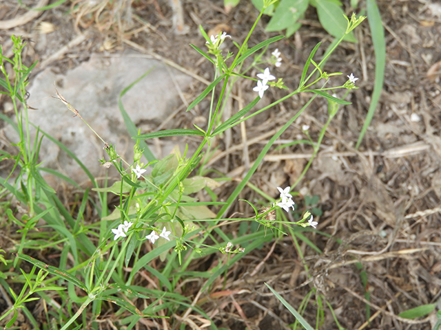 Stenaria nigricans (Bluets) #66250