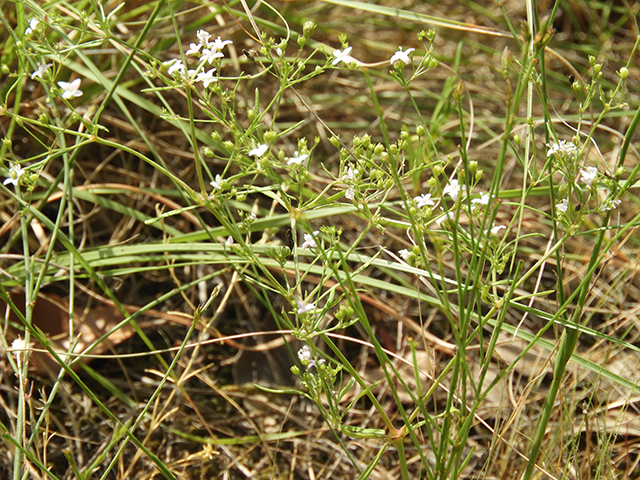 Stenaria nigricans (Bluets) #66251