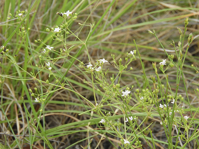 Stenaria nigricans (Bluets) #66252