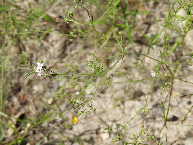 Stenaria nigricans (Bluets) #66255