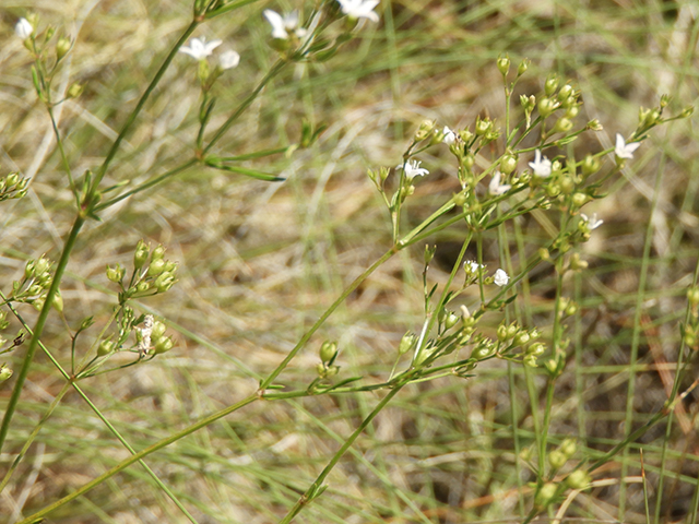 Stenaria nigricans (Bluets) #66256