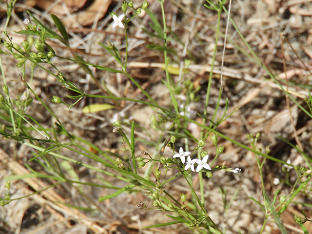 Stenaria nigricans (Bluets) #66257