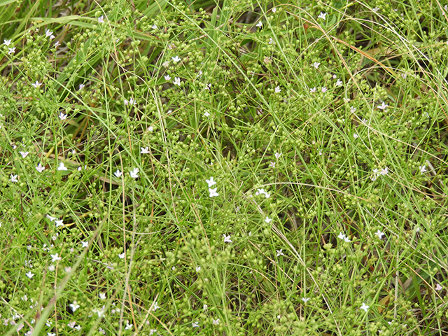 Stenaria nigricans (Bluets) #66259