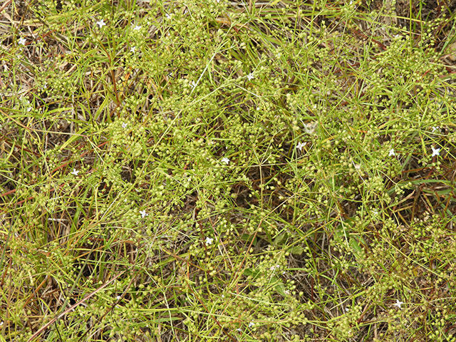 Stenaria nigricans (Bluets) #66261