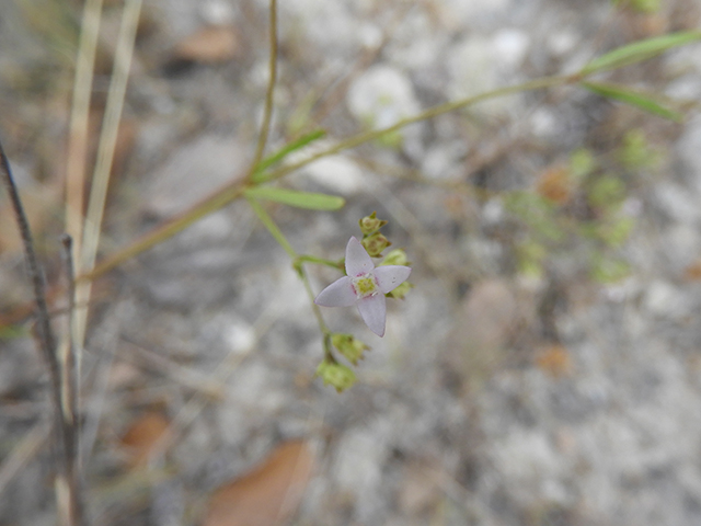 Stenaria nigricans (Bluets) #66263