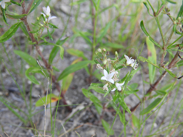 Stenaria nigricans var. nigricans (Diamondflowers) #66266