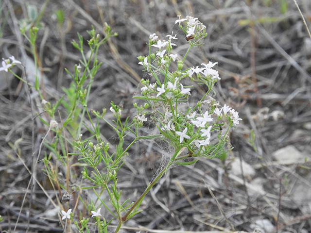 Stenaria nigricans var. nigricans (Diamondflowers) #66267