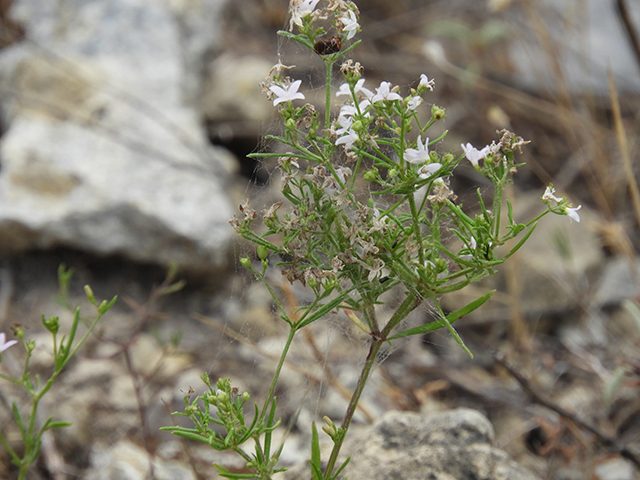 Stenaria nigricans var. nigricans (Diamondflowers) #66270