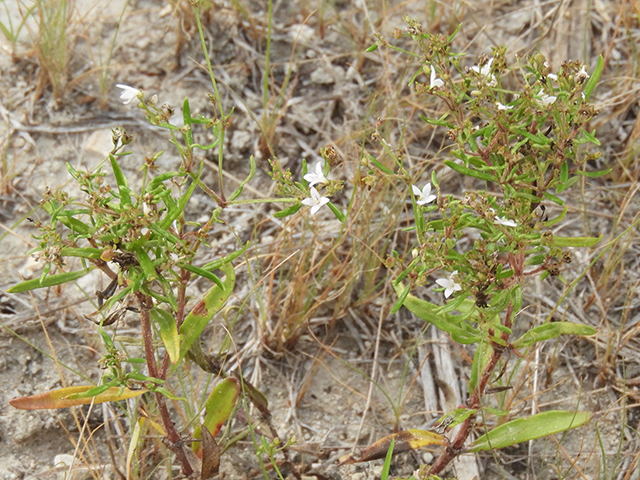 Stenaria nigricans var. nigricans (Diamondflowers) #66272