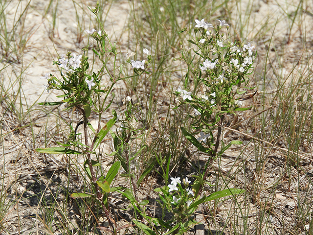 Stenaria nigricans (Bluets) #66273