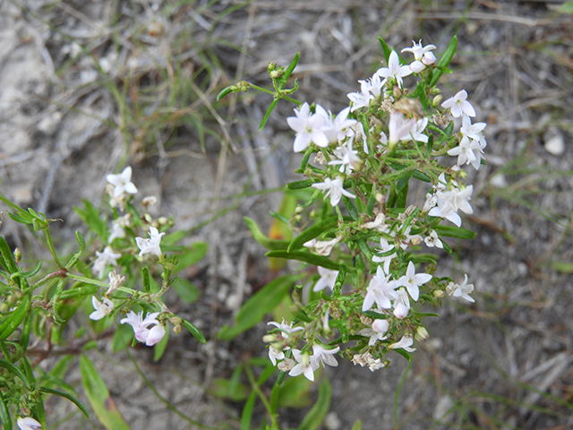 Stenaria nigricans (Bluets) #66274