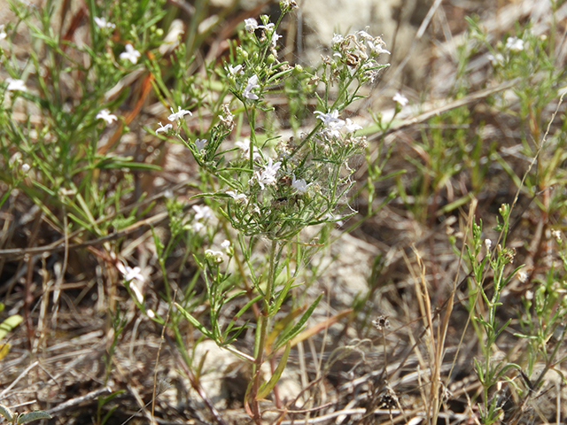 Stenaria nigricans (Bluets) #66277