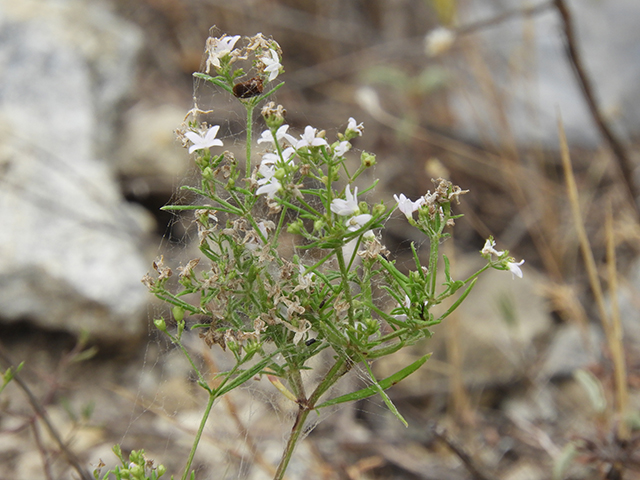 Stenaria nigricans (Bluets) #66278