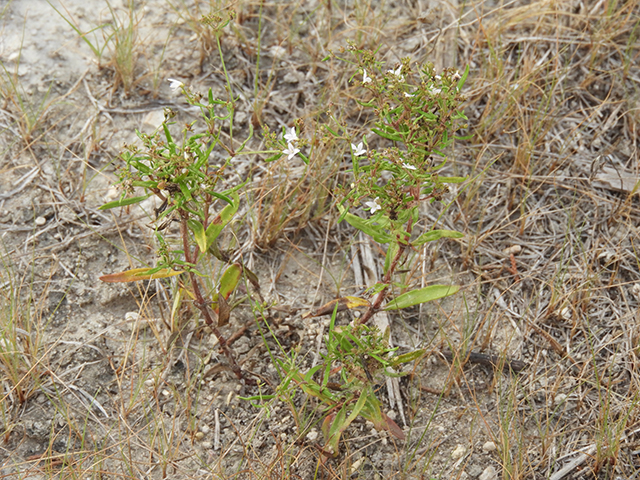 Stenaria nigricans (Bluets) #66280