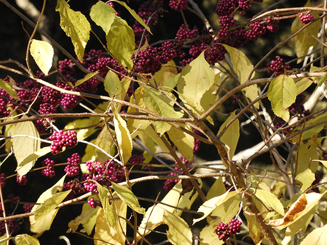 Callicarpa americana (American beautyberry ) #66320