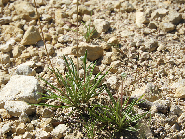 Tetraneuris scaposa var. scaposa (Four-nerve daisy) #88676