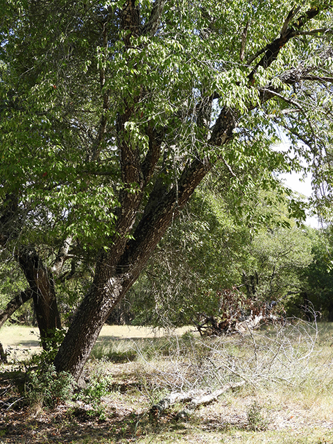 Prunus serotina var. eximia (Escarpment black cherry) #88715