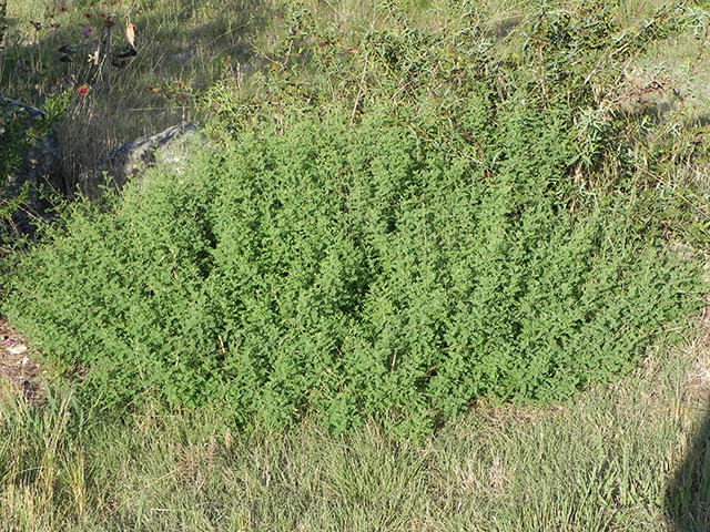 Dalea frutescens (Black dalea) #88726