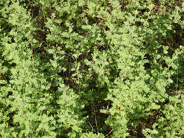 Dalea frutescens (Black dalea) #88728