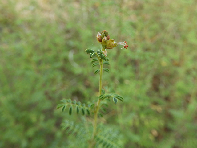 Dalea frutescens (Black dalea) #88736