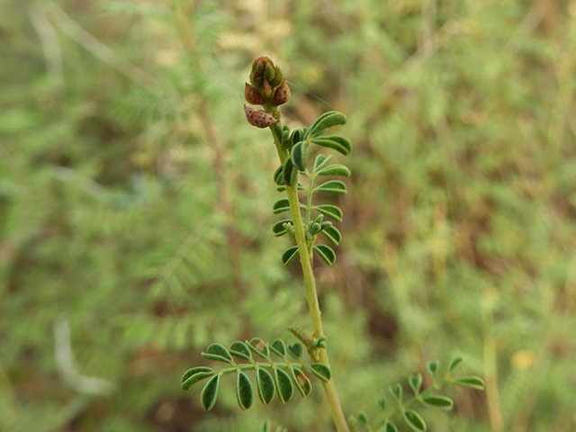 Dalea frutescens (Black dalea) #88739