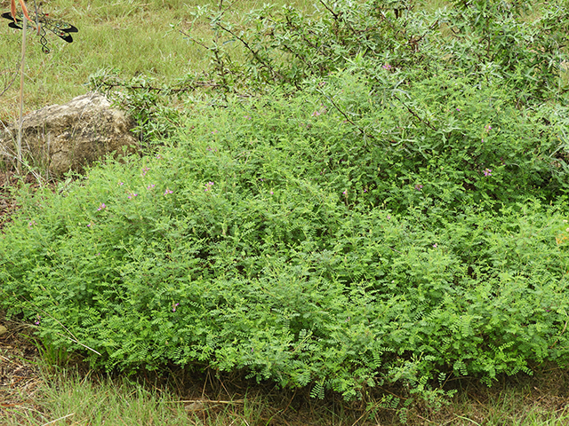 Dalea frutescens (Black dalea) #88741