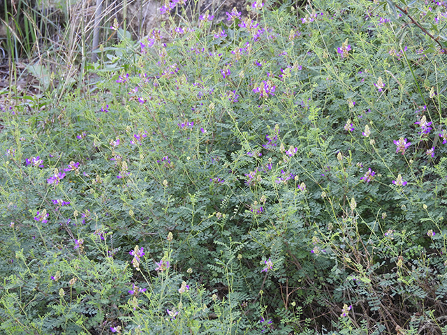 Dalea frutescens (Black dalea) #88747