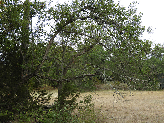 Sideroxylon lanuginosum ssp. rigidum (Gum bully) #88753