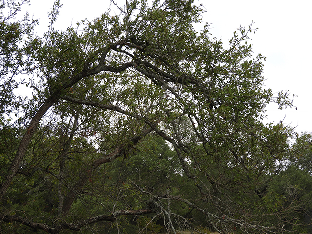 Sideroxylon lanuginosum ssp. rigidum (Gum bully) #88754