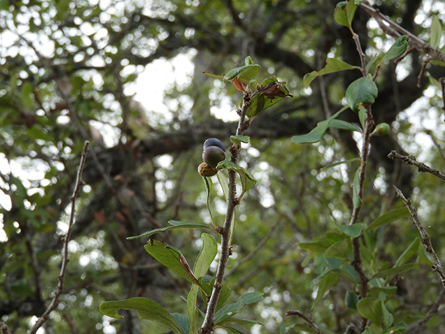 Sideroxylon lanuginosum ssp. rigidum (Gum bully) #88762