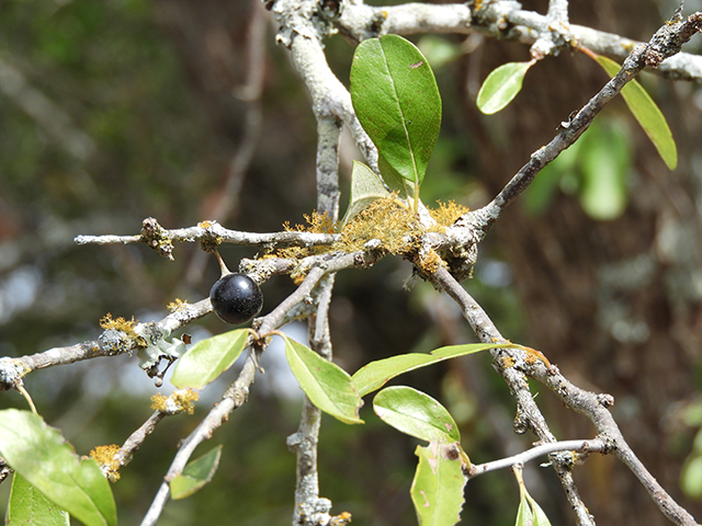 Sideroxylon lanuginosum ssp. rigidum (Gum bully) #88764