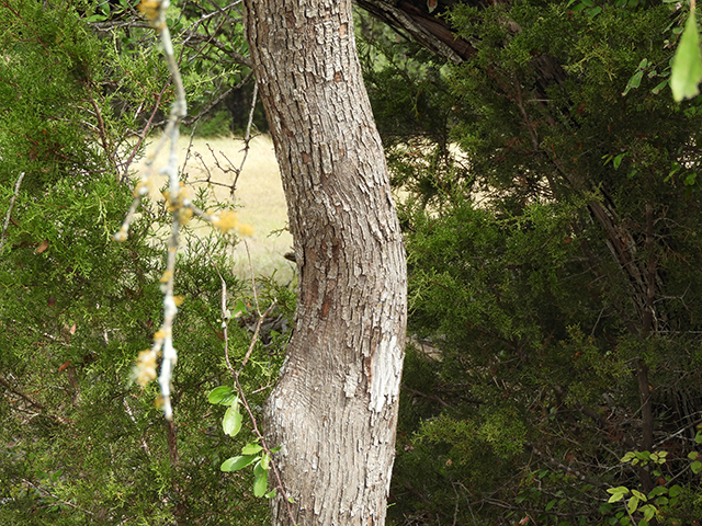 Sideroxylon lanuginosum ssp. rigidum (Gum bully) #88766