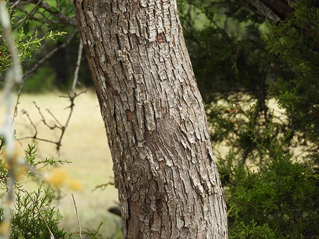 Sideroxylon lanuginosum ssp. rigidum (Gum bully) #88767