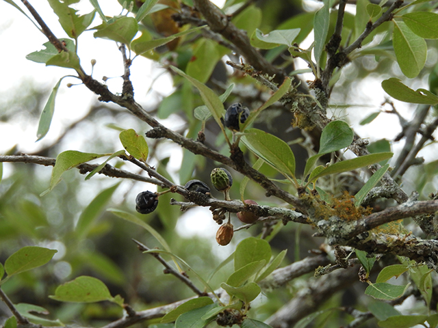 Sideroxylon lanuginosum ssp. rigidum (Gum bully) #88770