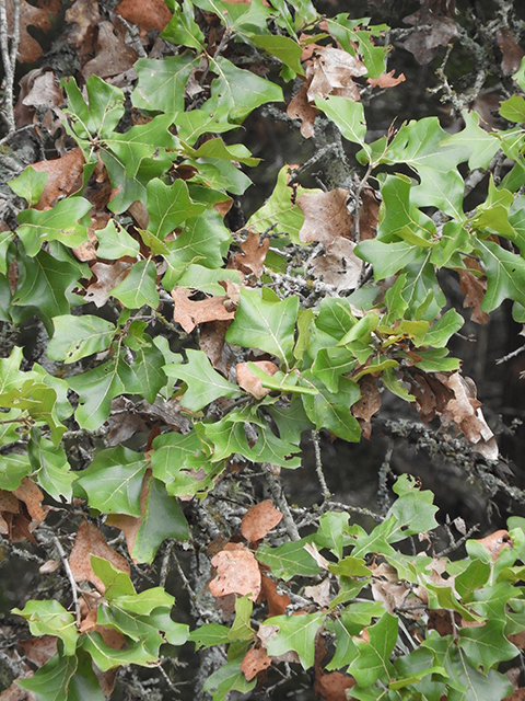 Quercus marilandica (Blackjack oak) #88813