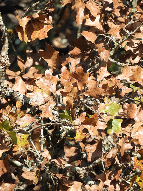 Quercus marilandica (Blackjack oak) #88821