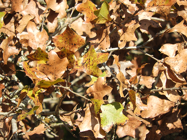 Quercus marilandica (Blackjack oak) #88826