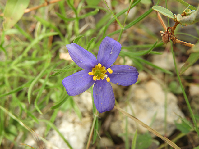 Giliastrum rigidulum (Bluebowls) #88847