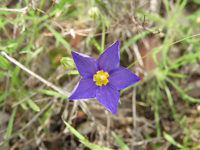 Giliastrum rigidulum (Bluebowls) #88848