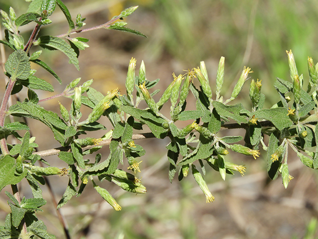 Brickellia cylindracea (Gravel-bar brickellbush) #88859