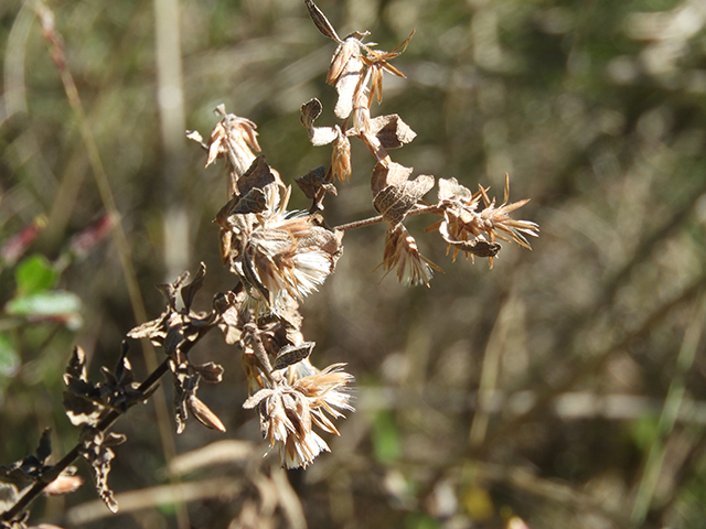 Brickellia cylindracea (Gravel-bar brickellbush) #88865