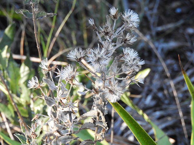 Brickellia cylindracea (Gravel-bar brickellbush) #88867