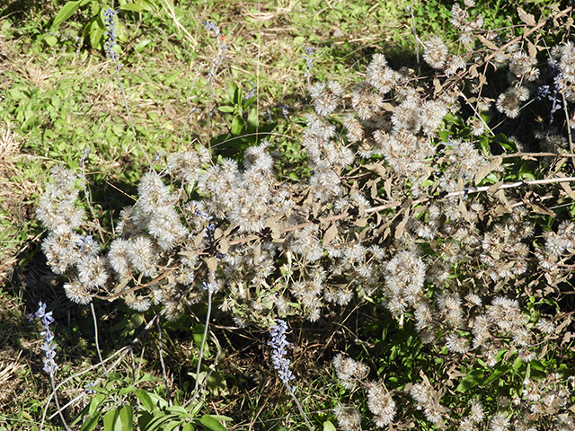 Brickellia cylindracea (Gravel-bar brickellbush) #88870