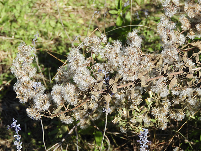 Brickellia cylindracea (Gravel-bar brickellbush) #88871