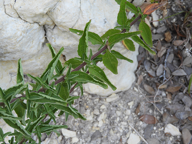 Brickellia cylindracea (Gravel-bar brickellbush) #88880